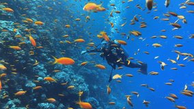 Young woman diver swimming through the school of fishes in red sea in Egypt