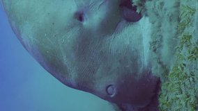 Vertical video, Slow motion, Sea Cow or Dugong (Dugong dugon) exhaling air bubbles swimming up to surface in blue water, close-up