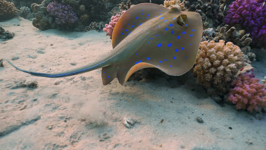 Close-up of Stingray floating over coral reef on sunny day, slow motion. Blue spotted Stingray or Bluespotted Ribbontail Ray (Taeniur lymma)