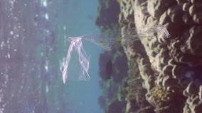 Vertical video, Disposable transparent plastic package floating in blue sea near coral reef, tropical fish swim on background, slow motion. Plastic pollution of Ocean