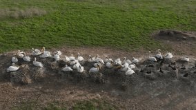 Nesting colony of Curlew Pelicans. Wild birds incubating eggs on nests. An aerial view of the pelican colony. Slow motion video