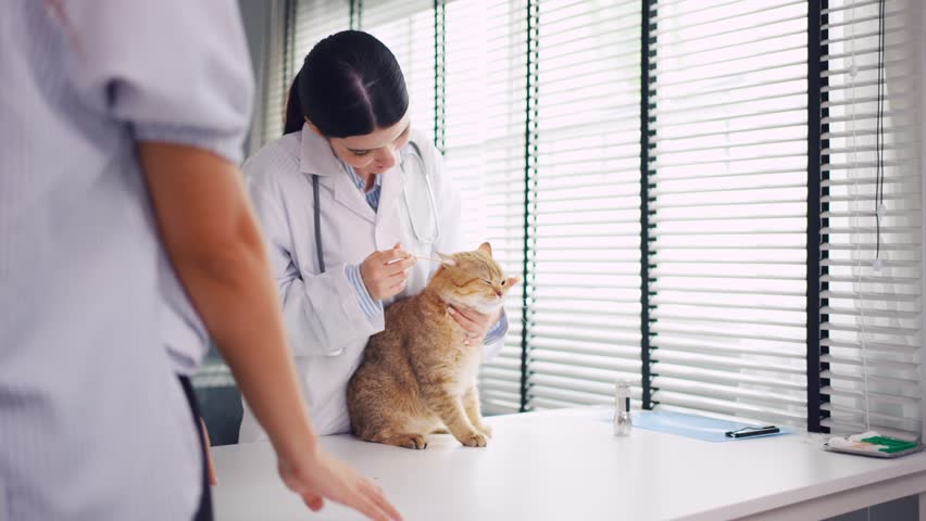 Asian veterinarian examine cat during appointment in veterinary clinic. Professional vet doctor woman sit on table, work and check on animal by stroking and calming kitten with owner in pet hospital. Royalty-Free Stock Footage #1107128319