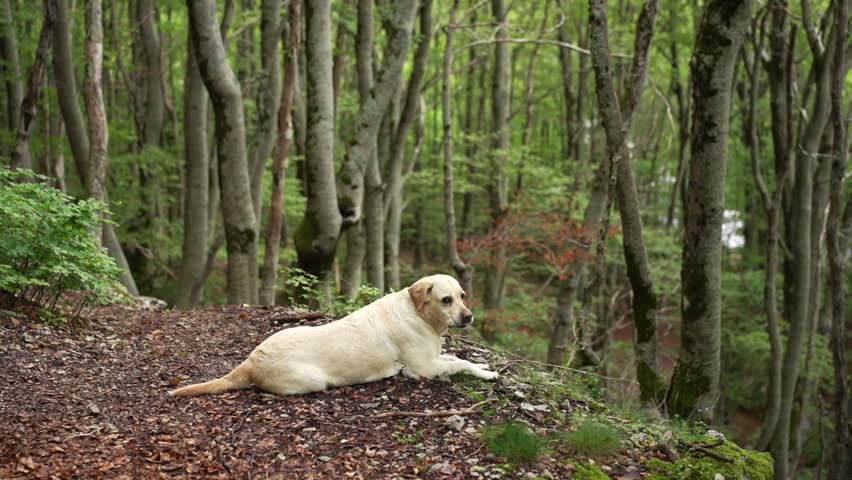 dog in the green forest. Happy labrador retriever in nature. Pet on a walk Royalty-Free Stock Footage #1107129247