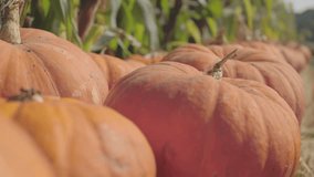 Close up of orange pumpkins with corn in the background, at a pumpkin patch in central coastal California in October - Powered by Shutterstock - Get 15% off with code: PIKWIZARD15