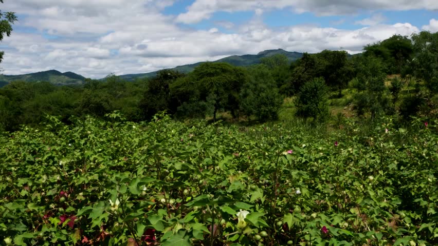 Upland Cotton Plantation With Mountain Range In The Background. - closeup, slider