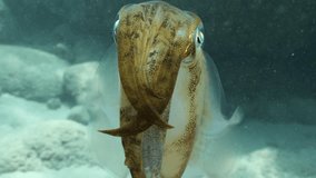 underwater  calamari swimming underwater close and slow ocean scenery animal cephalopod Decapodiformes sepioteuthis lessoniana