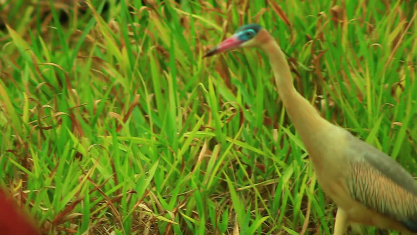 Astonished wisthling heron sneaking into savanna grasslands 