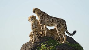 Slow Motion of Cheetah Family in Africa, African Wildlife Animals in Masai Mara, Kenya, Mother and Cheetah Cubs Looking for Prey when Hunting on a Termite Mound Lookout on Safari in Maasai Mara - Powered by Shutterstock - Get 15% off with code: PIKWIZARD15