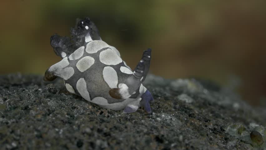 A nudibranch sits on a stone that lies at the bottom of a tropical sea, and the current shakes it from side to side.
Jester Trapania (Trapania scurra) 15 mm. ID: purple with large round white spots.