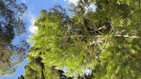 Pine tree and cedar in conifer forest, vertical video. - Powered by Shutterstock - Get 15% off with code: PIKWIZARD15