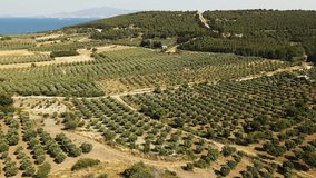 Aerial view of an olive trees plantation for production of olive oil, established shot