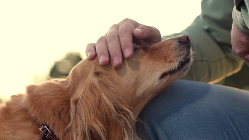 Owner gives snack and strokes adorable cocker spaniel dog walking in park man owner loves and takes care of cocker spaniel dog in spring park man feeds dog in sunset field on country weekend closeup Royalty-Free Stock Footage #1107156121