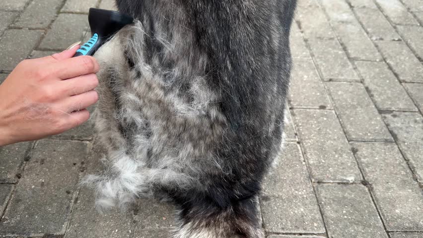 Grooming Siberian Husky outdoor, undercoat removal. Dog shedding in Spring. Close-up of a woman's hand brushing fur. Royalty-Free Stock Footage #1107157261
