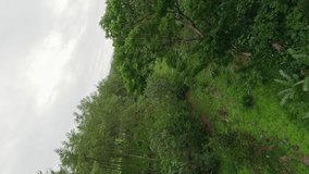 Vertical video. Aerial view tropical rainforest lush greenery treetop vegetation mountain river bridge natural plant rock. FPV sport drone shot cinematic forest tree fern nature green grass cloudy sky