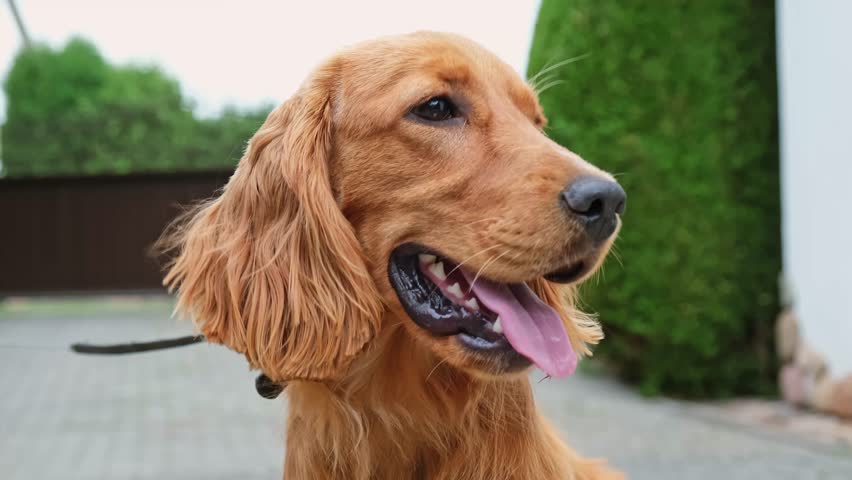 Portrait of a red english cocker spaniel dog looking at the camera. Adorable pet on a walk. A beautiful brown haired dog close-up. Rests outdoors. Young animal. Rapid breathing. Thirst.