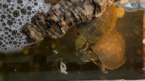 Western painted turtles swimming in the murky water of their fish tank.