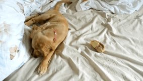Heartwarming video of a playful puppy in bed