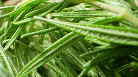 Rosemary: Exquisite herb known for its aromatic leaves and culinary use. Macro video with probe lens reveals mesmerizing details of delicate, needle-like foliage. Rosemary background

