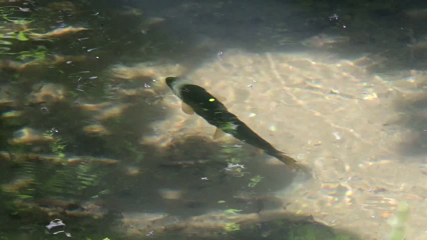 Adult Brown Trout (Salmo trutta) swimming in a stream with insects flying above. Kent, UK. June [Slow motion x5]