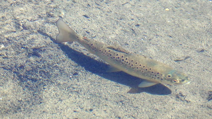 Adult Brown Trout (Salmo trutta) swimming in a stream, Kent, UK. June