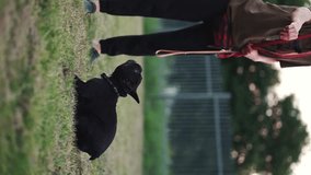 cute small french bulldog play with person in park, female training dog