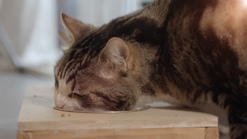 The cats are eating food from their bowls. 