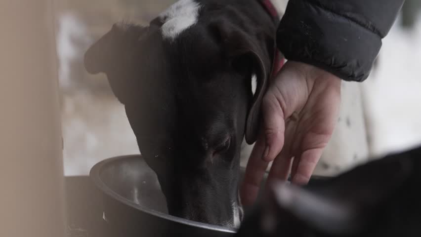 
Dogs eat food from bowls outside