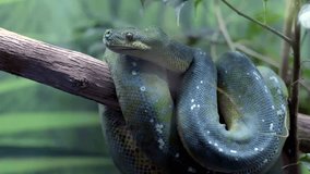 closeup of a adorable green tree python snake macro closeup resting on a branch of tree. epic shot of a green python closeup resting on tree