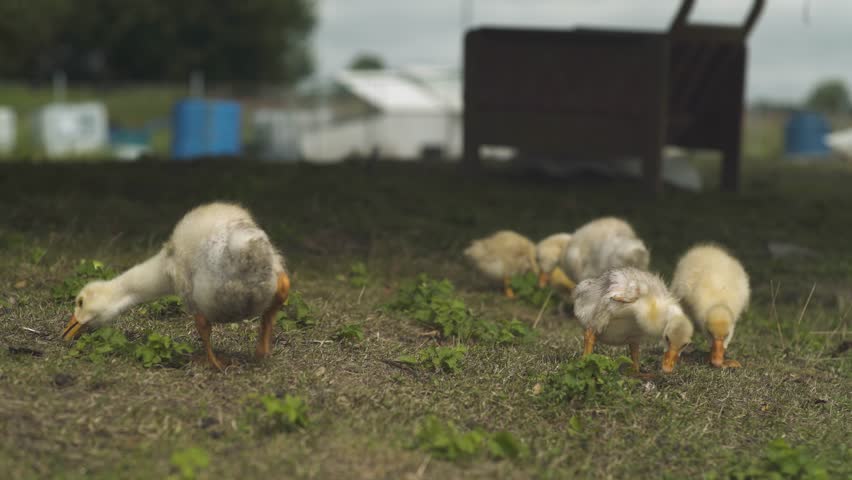 Goslings walking and feeding on a farm lawn. Poultry farming.