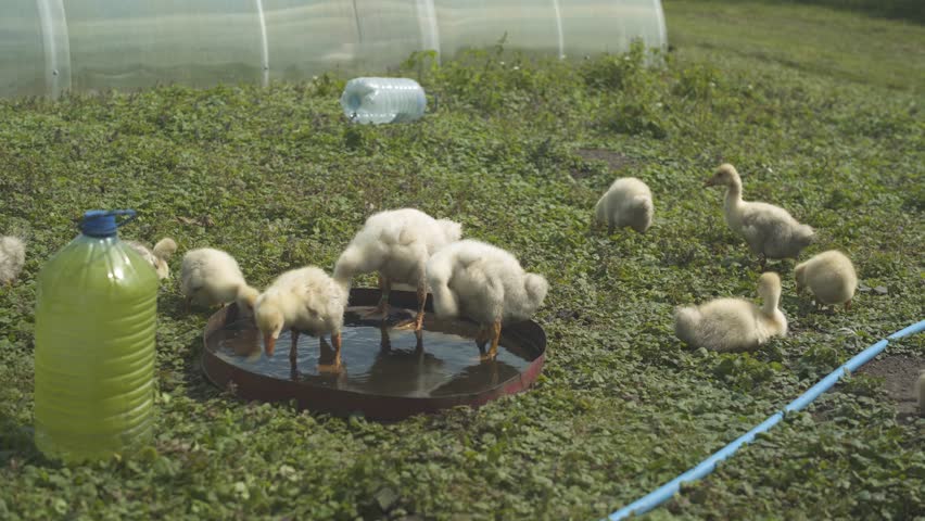Goslings walking and feeding on a farm lawn. Poultry farming.