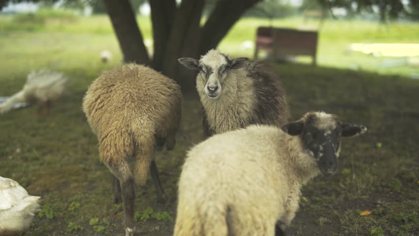 Lambs standing under tree on farm next to goslings walking. 