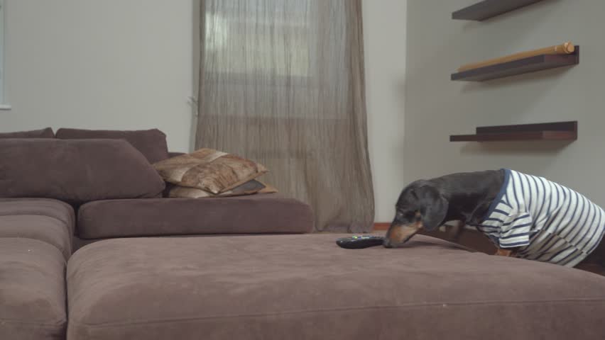 Dog in striped clothes sniffing sofa looking for treat. Puppy checks upholstery on upholstered furniture, restoration of couch. Dachshund walks around dog-friendly hotel room. Search for toy by pet