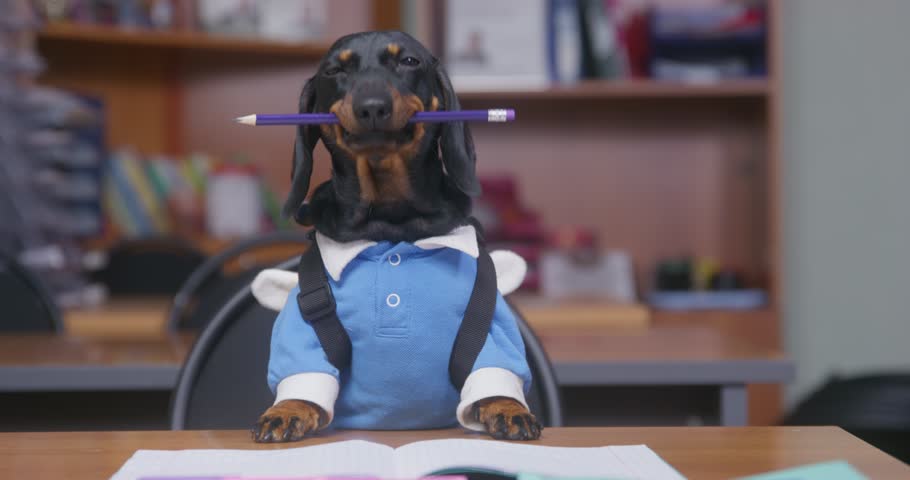 Dog, dachshund puppy at school uniform sits at desk with sketchbook, holds marker for drawing in paste, listens enthusiastically to teacher, spits out pen. Lessons for creative children, imagination Royalty-Free Stock Footage #1107192649
