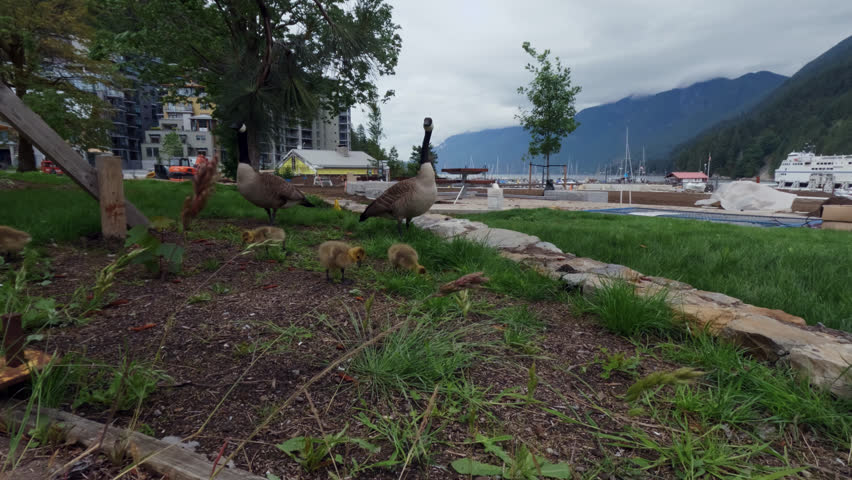 Canadian Goose With Ducklings Near Seaport In Vancouver, BC Canada. Close Up