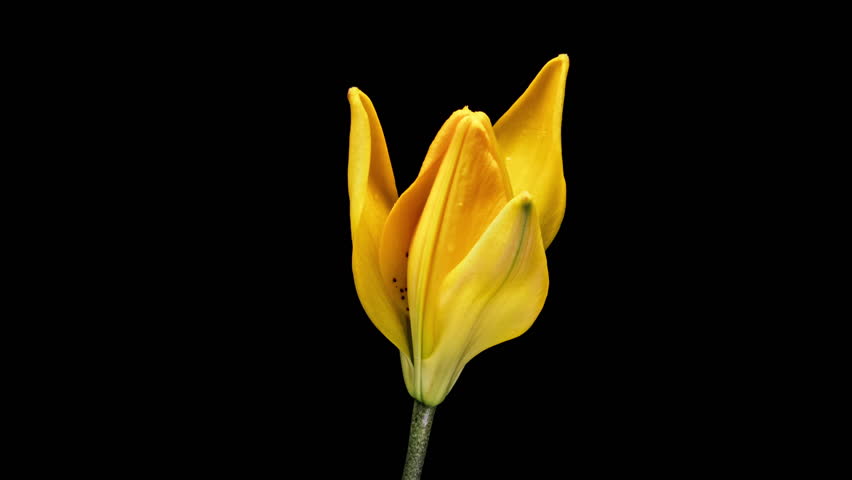 Beautiful yellow Lily flower blooming close up. Time lapse of fresh Lilly opening, isolated on black background.