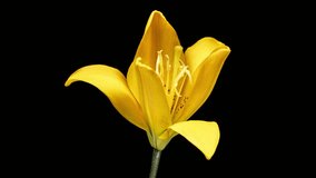 Beautiful yellow Lily flower blooming close up. Time lapse of fresh Lilly opening, isolated on black background. - Powered by Shutterstock - Get 15% off with code: PIKWIZARD15