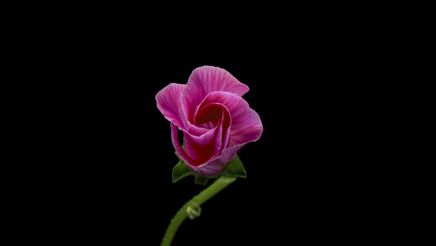 Large beautiful pink-red, Malva moschata, musk mallow blooming. Mother's day, Holiday, Love, birthday, Easter. Demonstrating the colors of 2023 Viva magenta. Royalty-Free Stock Footage #1107193145