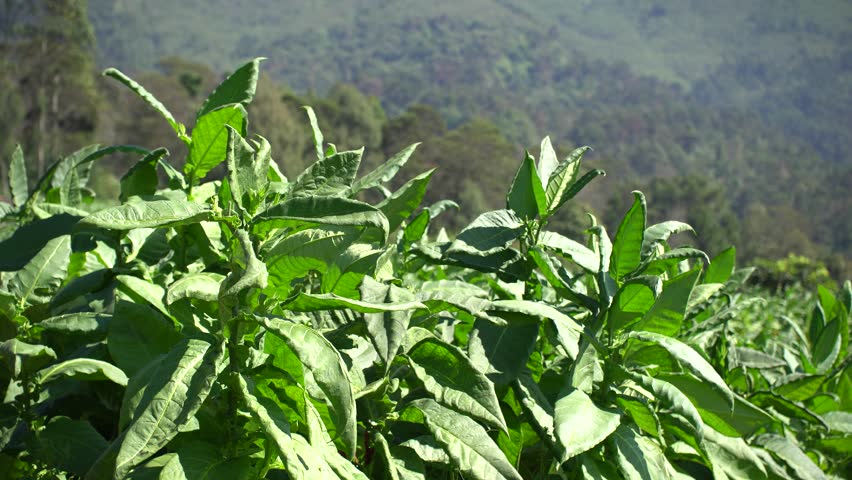 Tobacco Plantation on the Slopes of Mount Sindoro, Indonesia.
