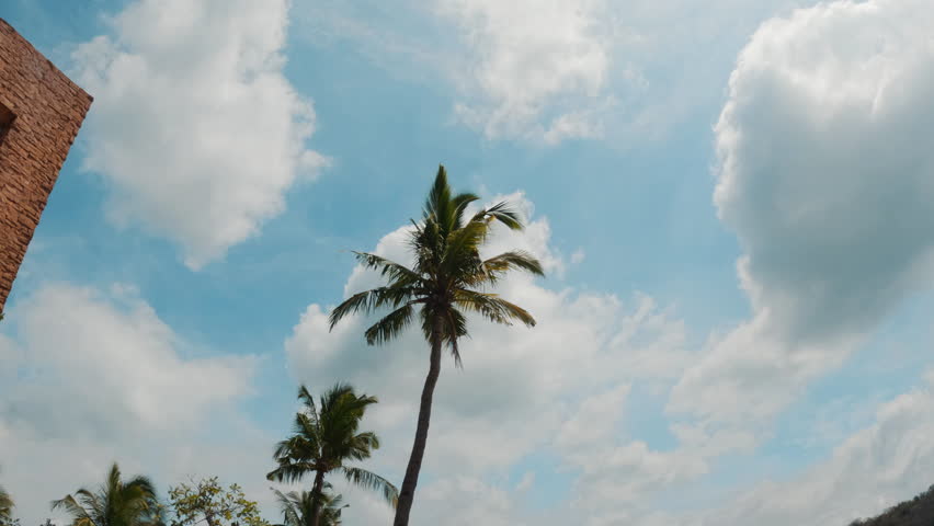 Static shot of palm tree blowing in the wind. Looking up to a cloudy sky. Royalty-Free Stock Footage #1107194227