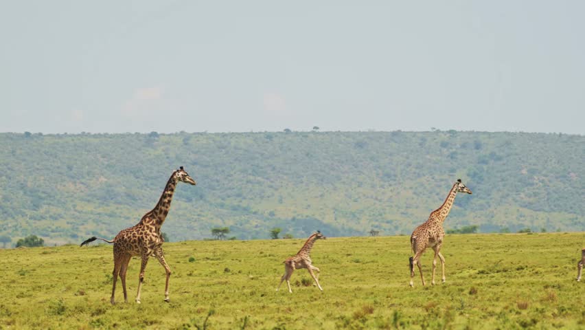 Slow Motion Shot of Giraffe and cute baby with mother walking together in African Wildlife in Maasai Mara National Reserve, Kenya, Africa Safari Animals in Masai Mara North Conservancy Royalty-Free Stock Footage #1107194649