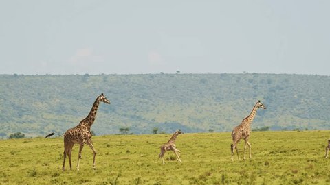 Slow Motion Shot of Giraffe and cute baby with mother walking together in African Wildlife in Maasai Mara National Reserve, Kenya, Africa Safari Animals in Masai Mara North Conservancy Video stock