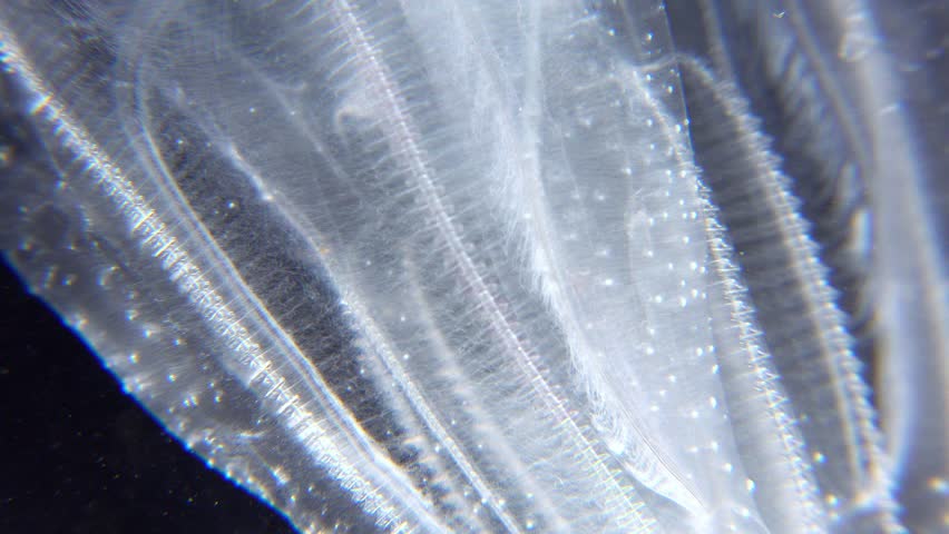 Invasive jellyfish ctenophora (Mnemiopsis leidyi), Black Sea Royalty-Free Stock Footage #1107196883