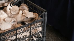 Fresh mushroom in a plastic bucket at farmers market  - Powered by Shutterstock - Get 15% off with code: PIKWIZARD15