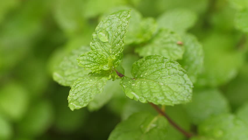 Close-up shot of natural mint leaf in the nature place. Fresh smell leaf green herb Royalty-Free Stock Footage #1107200171