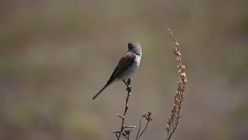 red backed shrike on twig