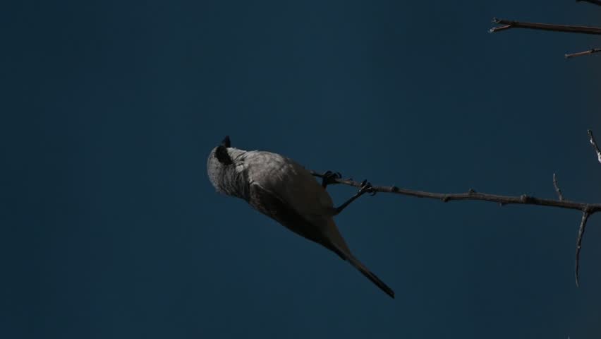 A red-backed shrike perches on a bare branch in low light, silhouetted against a dark blue sky. The quiet wildlife scene emphasizes the bird’s upright stance, long tail, fine beak, and solitary behavior in open habitat.