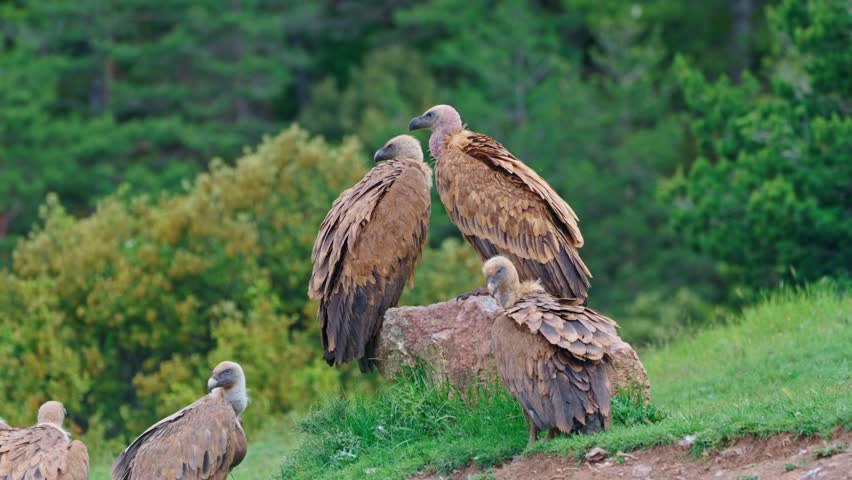Griffon Vulture resting and clean their feathers on rocky slopes The Pyrenees mountain Royalty-Free Stock Footage #1107209355