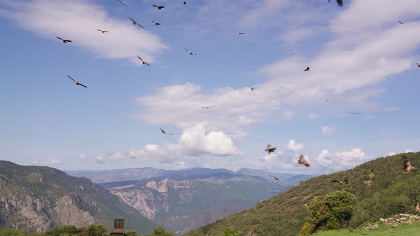 Flock of Griffon Vulture flying over the Pyrenees mountains in Spain Royalty-Free Stock Footage #1107209367