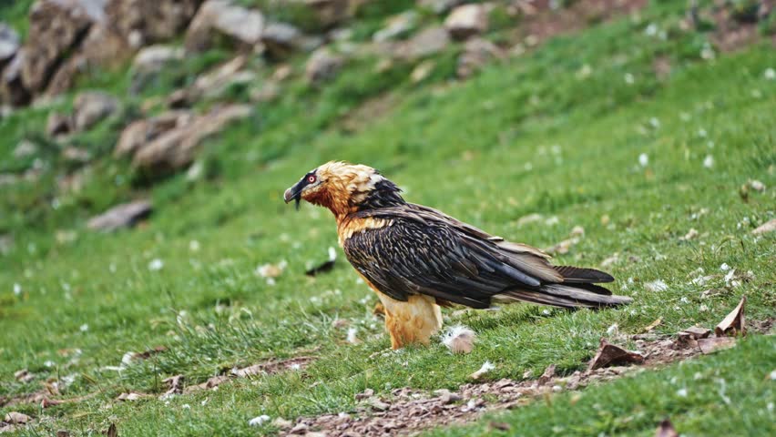Bearded Vulture (Gypaetus_barbatus) in the Pyrenees mountains Spain Royalty-Free Stock Footage #1107209443