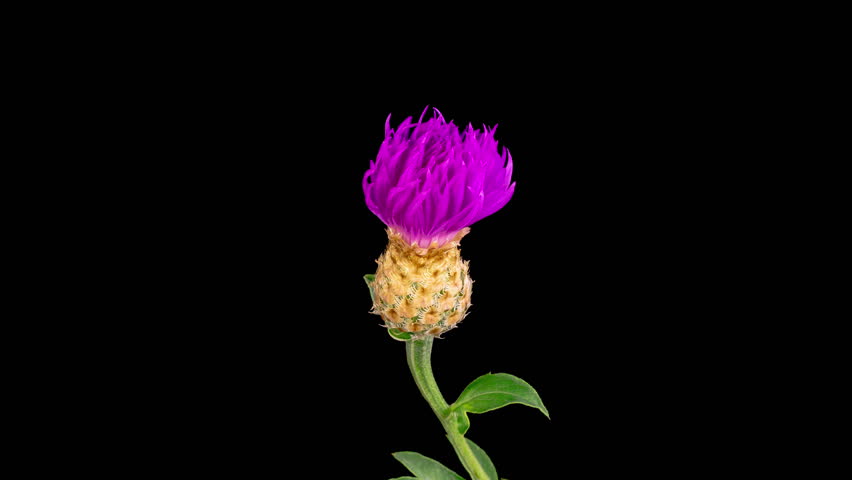Beautiful Time Lapse of Blossoms Purple Flower of Persian Cornflower. Centaurea Dealbata. Black Background. 4K. Royalty-Free Stock Footage #1107209619